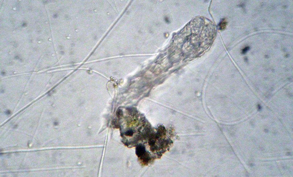 Taphrocampa annulosa: presente in Italia?